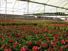 طرح  توجیهی گلخانه هیدروپونیک پرورش گل رز( 500 هزار شاخه در سال)