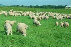 پاورپوینت بررسی اقتصاد پرواربندی گوسفند