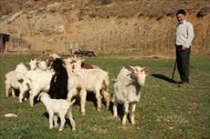 پرورش گوسفند و بز و بره،تغذیه،بیماریها و واکسنهای مربوطه